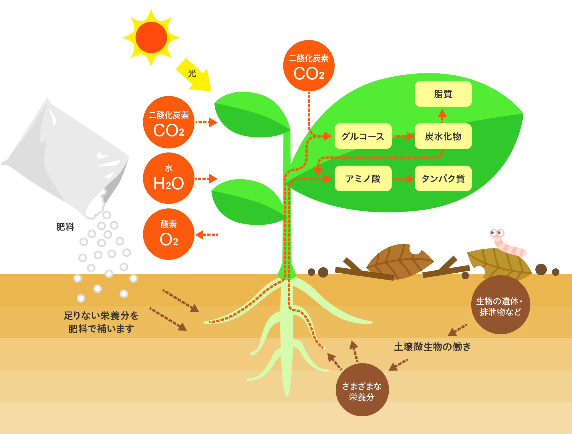 植物と肥料 肥料雑学 太陽肥料